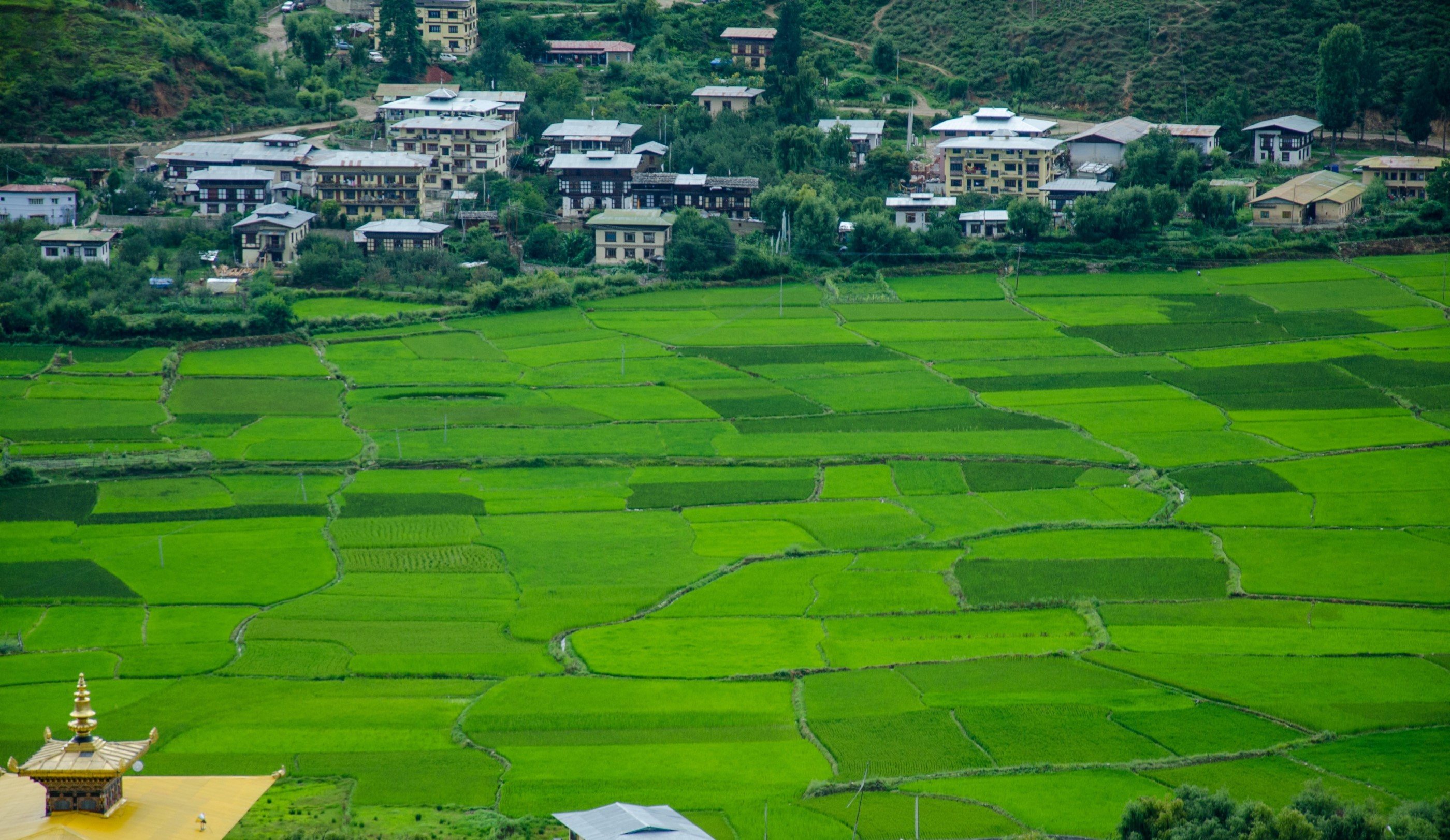 Bhutan Lemongrass